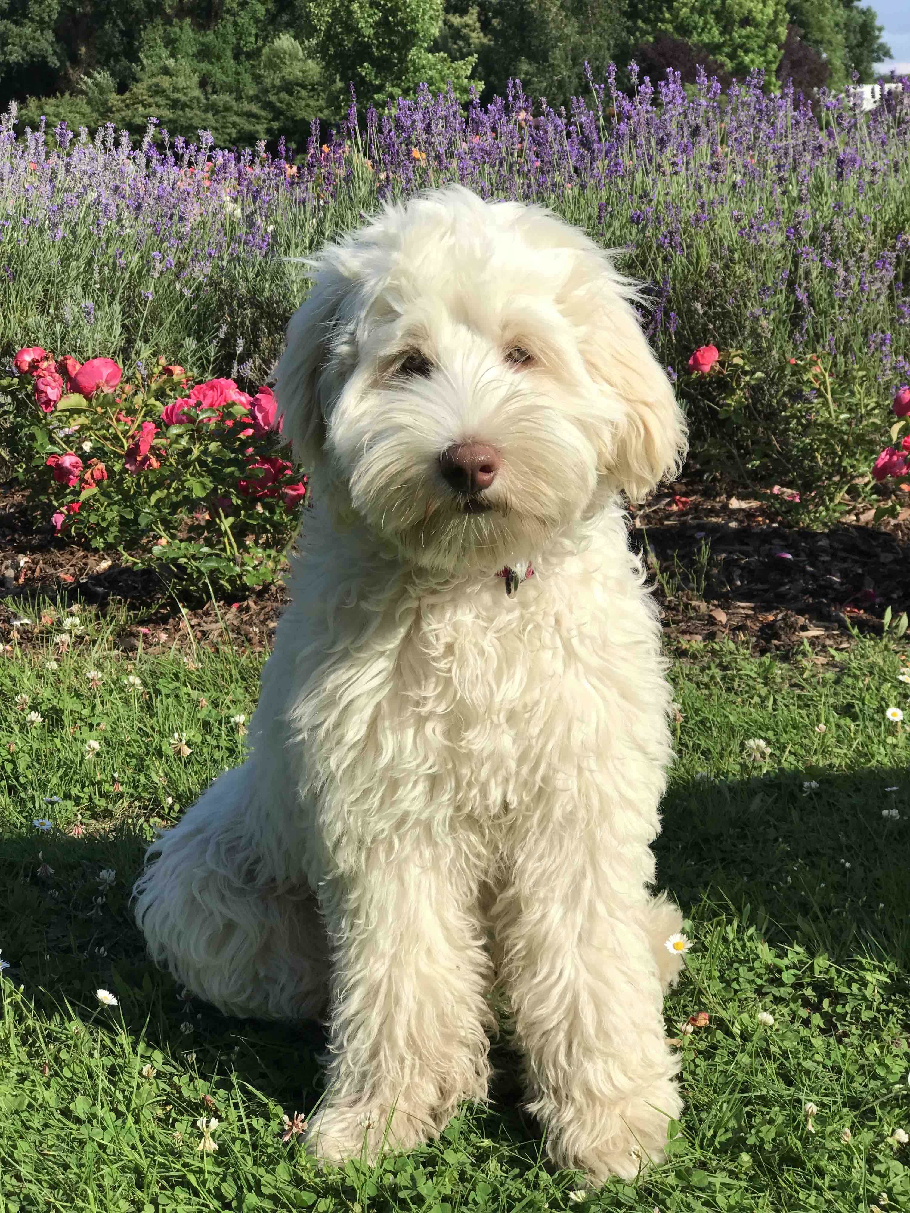 Germanys next top Labradoodle Alfa Europe Labradoodle Welpen Allergiker